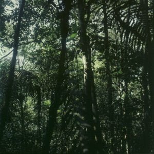 amazonas-sekundärurwald