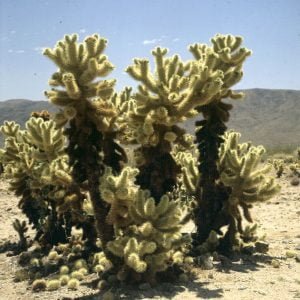 Chollakakteen bei Palmsprings