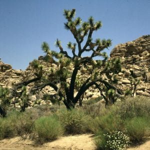 Joshua-trees nördl. Palmsprings 1986