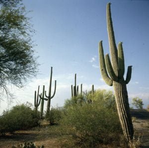 Saguaro-Leitkakteen in Südarizona 1983