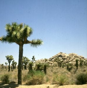 Joshuatreewälder bei Palmsprings 1986