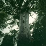 bay-of-islands-kauri-baum-2