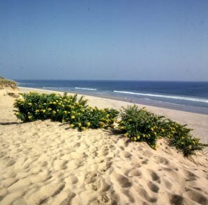 Cape Code Blick nach Europa 1988