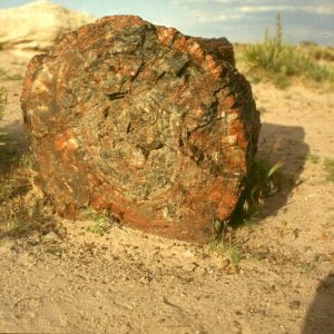 Petrified Forest 1983