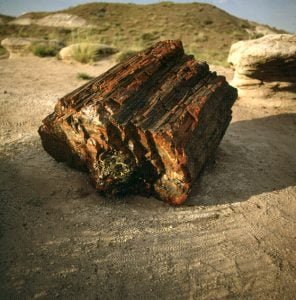 Petrified Forest 1983