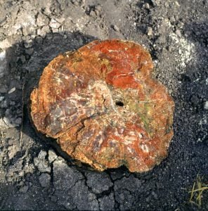 Petrified Forest 1983