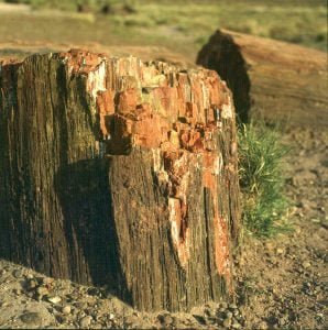 Petrified Forest 1983