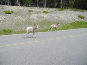 canada-ziegenböcke008