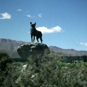 neuseeland-christchurch-tekapo hirtenhund 2001