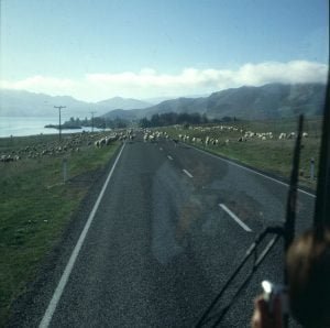 neuseeland-christchurch-schafevorfahrt 2001
