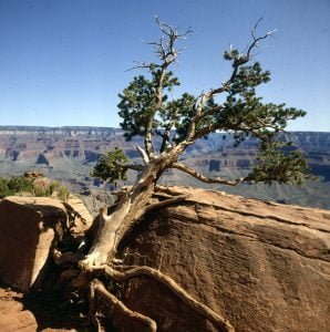 grand-canyon-krüppelkiefer