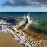 hawaii-surfwellen bis zum Strand 032