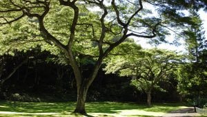 hawaii-im botanischen Park 054