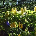 hawaii-im botanischen Park 054