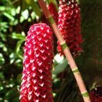 hawaii-im botanischen Park 054