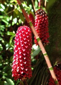 hawaii-im botanischen Park 054