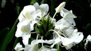 hawaii-im botanischen Park 054