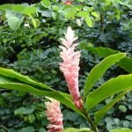 hawaii-im botanischen Park 054