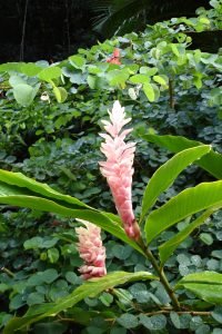 hawaii-im botanischen Park 054