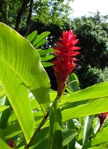 hawaii-im botanischen Park 054