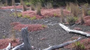 hawaii-erstes Leben auf erkalteter Lava 070