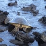 hawaii-Riesenschildkröte geht zu Wasser 084