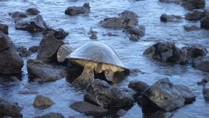 hawaii-Riesenschildkröte geht zu Wasser 084