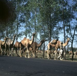 Indien-Fatehpur-kamelherde-1999