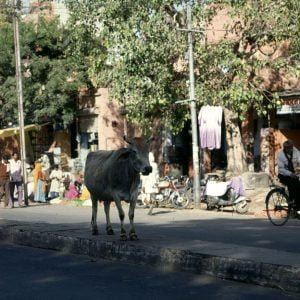 Indien-Jaipur-Markt 1999