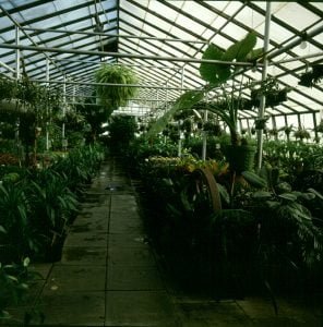 island-gewaechshaus-2