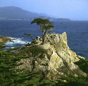 los-angeles-monterey-lonepine