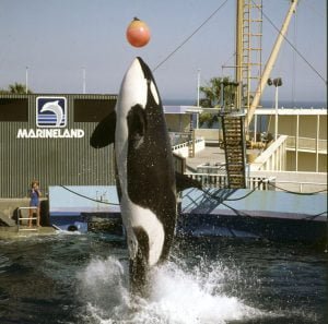 os-angeles-marineland mit orcas