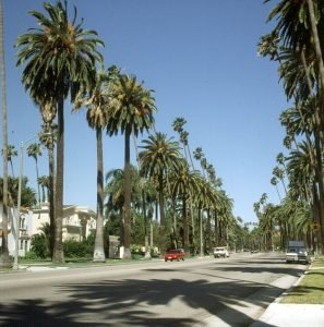 los-angeles-palmenallee-1