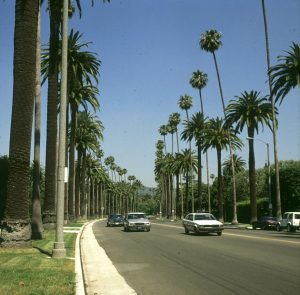 los-angeles-palmenallee-2