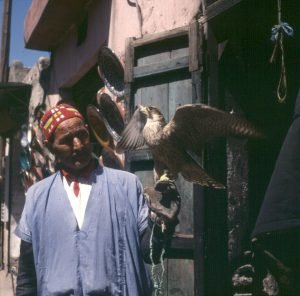 Marokko-Marrakesch-Falkner 1995