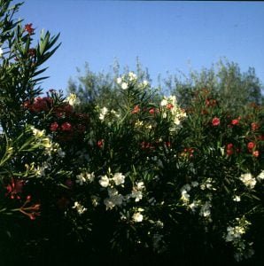 marokko-oleander 1995