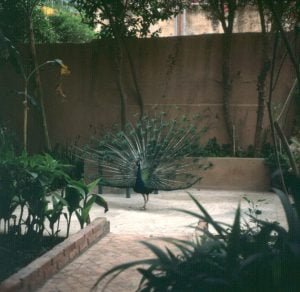 marokko-Taroudant-pfau 1995