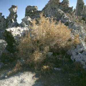 mono-lake-3