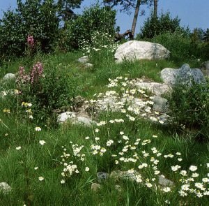 naevekvarn-skandinavien-pur