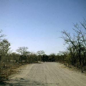 namibia-etoscha-elefanten-1987
