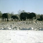 namibia-etoscha-elefanten-1987