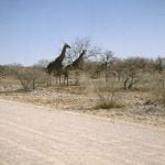 namibia-etoscha-giraffen 1987