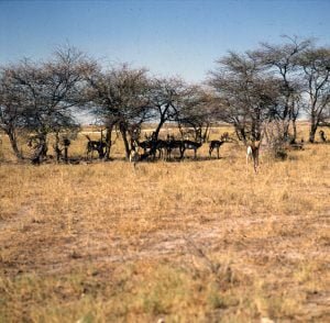 namibia-etoschapfanne Mittagsruhe 1987