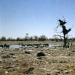 namibia-etoscha-wasserstelle 1987