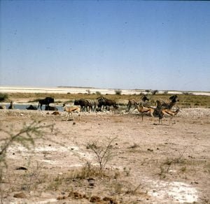 namibia-etoschapfanne 1987