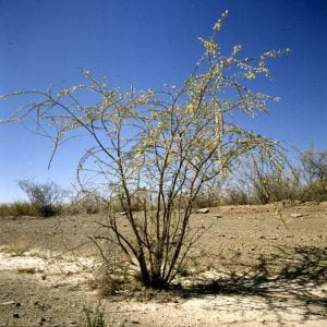 namibia-fish-river-canyon-strauch 1987