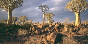 namibia-koecherbaumwald 1987