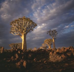 namibia-koecherbaumwald 1987