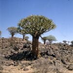 namibia-koecherbaumwald 1987