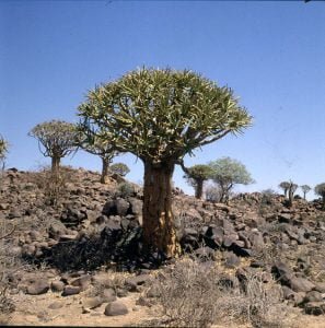 namibia-koecherbaumwald 1987